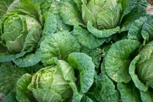 cabbages in a bunch